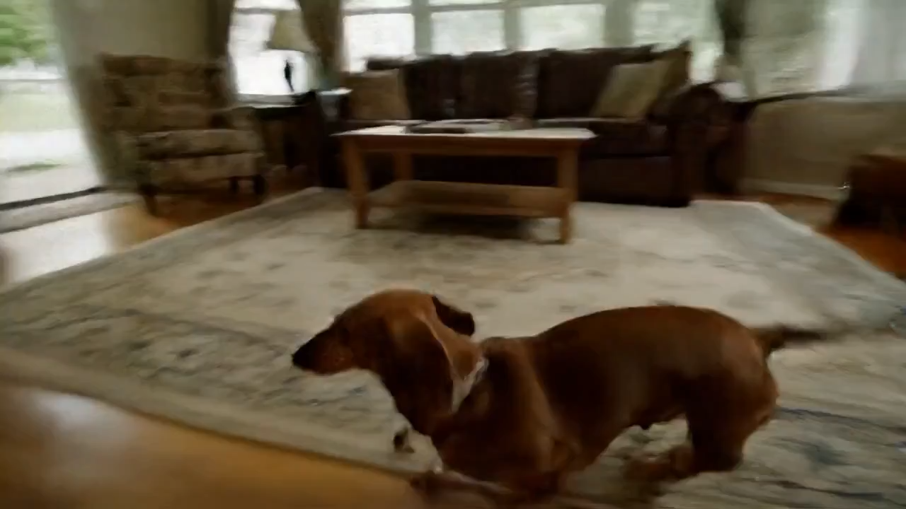 A dog runs from indoors to outdoors with camera tracking